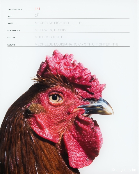 VANMECHELEN Koen - Mechelse Fighter